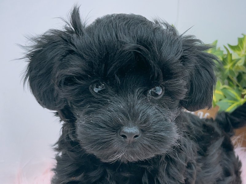 愛知県のヨープー(ヨークシャーテリア×プードル) (ワンラブカインズ小牧店(FC)/2025年8月27日生まれ/女の子/ブラック)の子犬の1枚目の画像