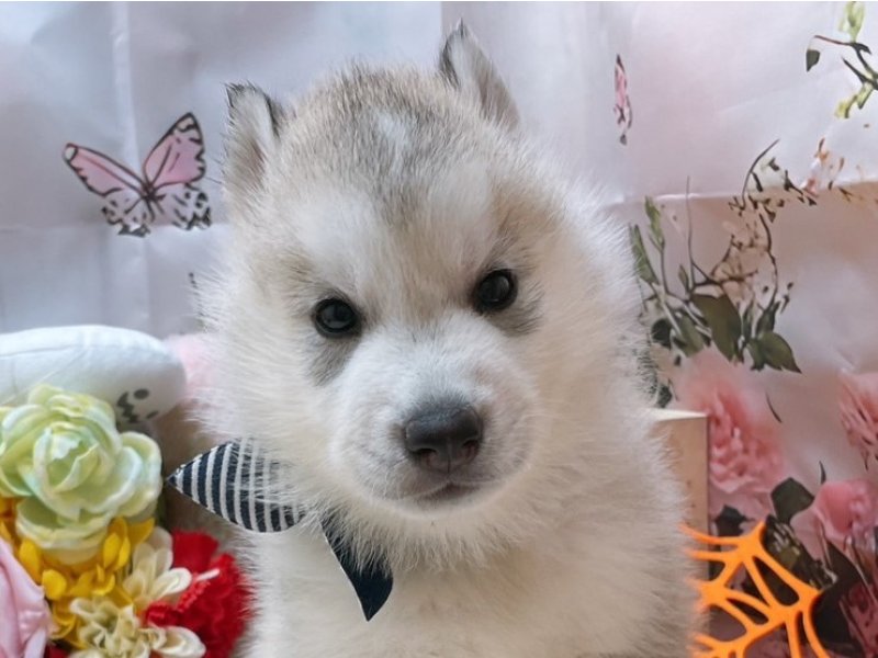滋賀県のシベリアンハスキー (ワンラブコ メ リパワー ペットアミ水口店(FC)/2025年8月29日生まれ/男の子/シルバーホワイト)の子犬の1枚目の画像