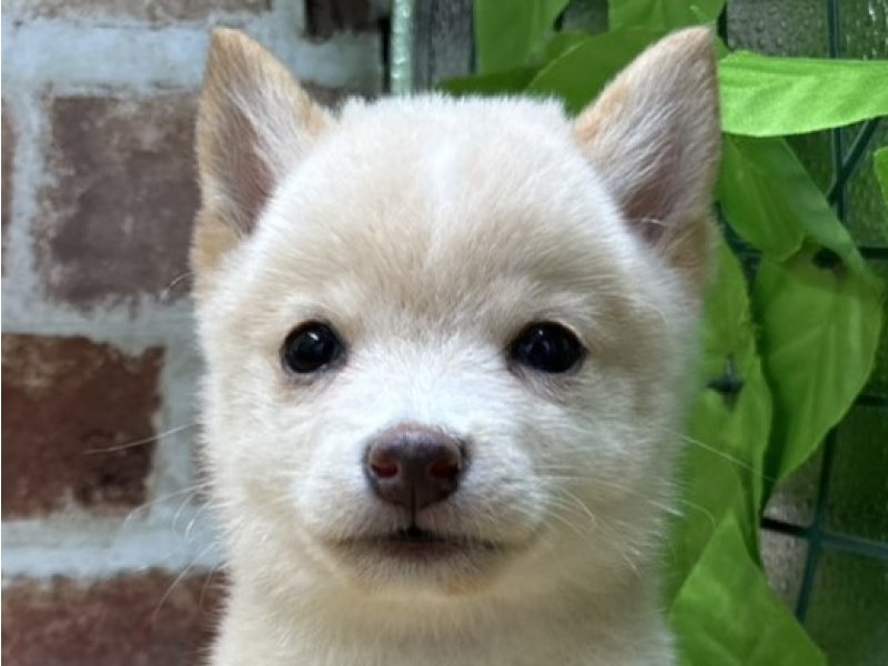 福島県の豆柴 (ワンラブカインズ白河モール店(FC)/2025年8月14日生まれ/男の子/白)の子犬の1枚目の画像