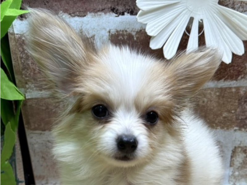 福島県のパピヨン (ワンラブカインズ白河モール店(FC)/2025年8月25日生まれ/男の子/ホワイトレッド)の子犬の1枚目の画像