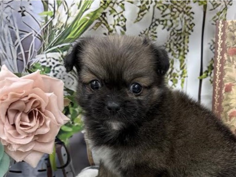 群馬県のペキプー(ペキニーズ×プードル) (ワンラブカインズ前橋小島田店(FC)/2025年9月1日生まれ/女の子/フォーン)の子犬の1枚目の画像