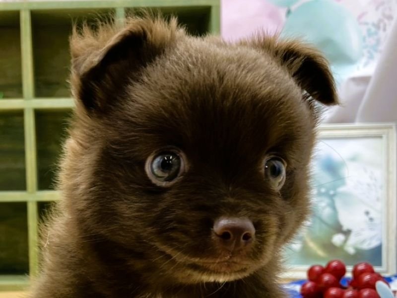 静岡県のポメチワ/チワポメ/ポメチー(ポメラニアン×チワワ) (ワンラブカインズ富士宮小泉店(FC)/2025年8月25日生まれ/女の子/チョコレートホワイト)の子犬の1枚目の画像