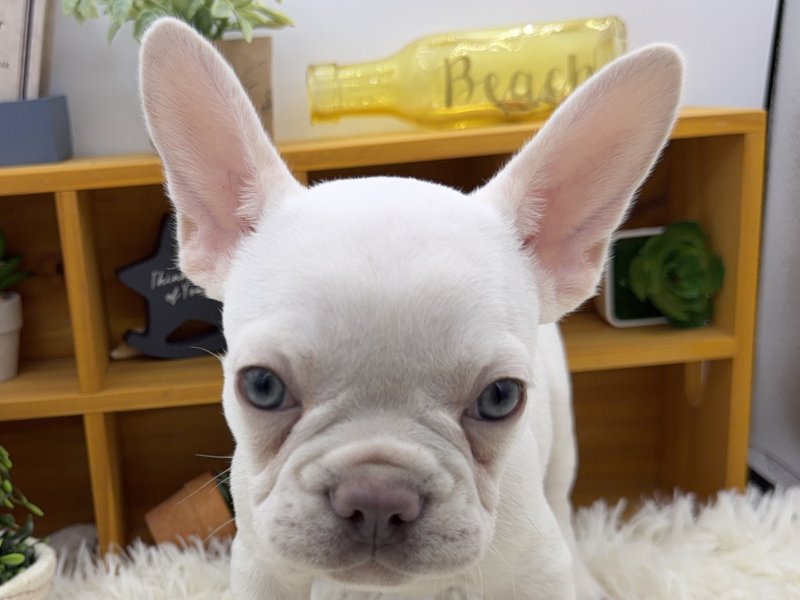 静岡県のフレンチブルドッグ (ワンラブカインズ清水店(FC)/2025年8月5日生まれ/男の子/プラチナライラック)の子犬の1枚目の画像