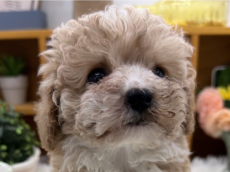 静岡県のトイプードル(トイ) (ワンラブカインズ清水店(FC)/2025年8月18日生まれ/女の子/アプリコット)の子犬の1枚目の画像