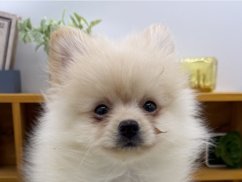 静岡県のポメラニアン (ワンラブカインズ清水店(FC)/2025年8月21日生まれ/男の子/クリーム)の子犬の1枚目の画像