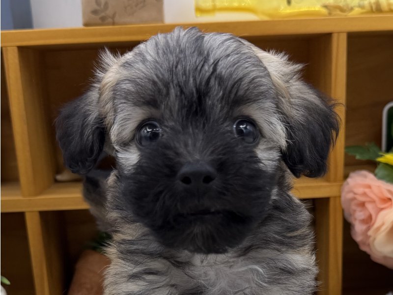 静岡県のマルプー(マルチーズ×プードル) (ワンラブカインズ清水店(FC)/2025年8月24日生まれ/男の子/レッドホワイト)の子犬の1枚目の画像