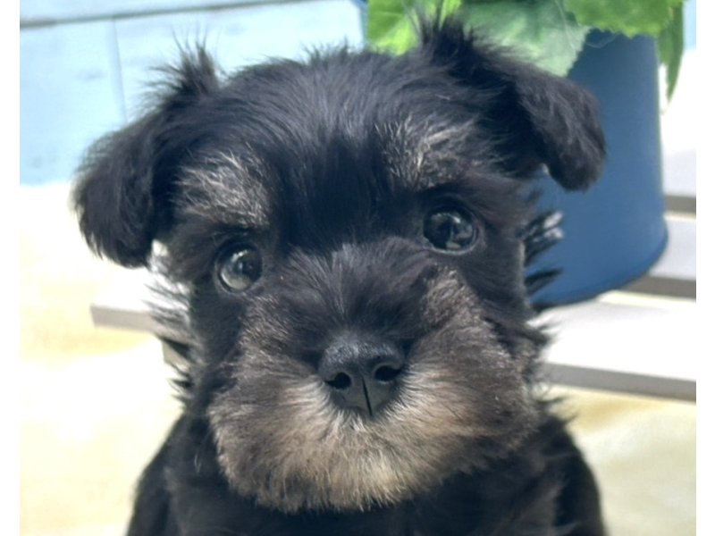 静岡県のミニチュアシュナウザー (ワンラブカインズ藤枝店(FC)/2025年8月30日生まれ/女の子/ブラッククリーム)の子犬の1枚目の画像