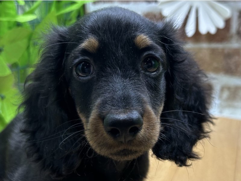 福島県のミニチュアダックスフンド(ロング) (ワンラブカインズ白河モール店(FC)/2025年8月7日生まれ/男の子/ブラックタン)の子犬の1枚目の画像