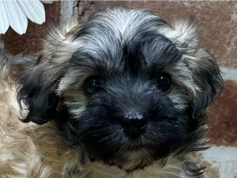 福島県のマルプー(マルチーズ×プードル) (ワンラブカインズ白河モール店(FC)/2025年8月24日生まれ/男の子/レッドホワイト)の子犬の1枚目の画像