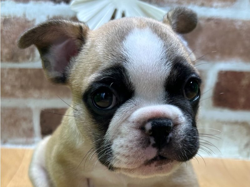 福島県のフレンチブルドッグ (ワンラブカインズ白河モール店(FC)/2025年8月30日生まれ/男の子/フォーンホワイト)の子犬の1枚目の画像