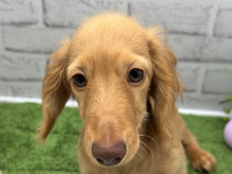 福岡県のカニンヘンダックスフンド(ロング) (ワンラブホームワイド ペット&グリーン和白店(FC)/2025年6月17日生まれ/男の子/ゴールド)の子犬の1枚目の画像