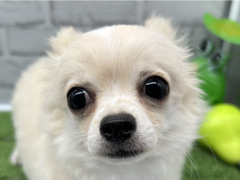 福岡県のチワワ(ロング) (ワンラブﾎｰﾑﾜｲﾄﾞ ﾍﾟｯﾄ＆ｸﾞﾘｰﾝ和白店(FC)/2025年7月20日生まれ/男の子/ホワイトクリーム)の子犬の1枚目の画像