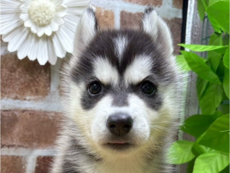 福島県のシベリアンハスキー (ワンラブカインズ白河モール店(FC)/2025年9月5日生まれ/女の子/ブラックホワイト)の子犬の1枚目の画像