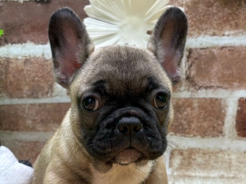 福島県のフレンチブルドッグ (ワンラブカインズ白河モール店(FC)/2025年9月5日生まれ/女の子/フォーン)の子犬の1枚目の画像