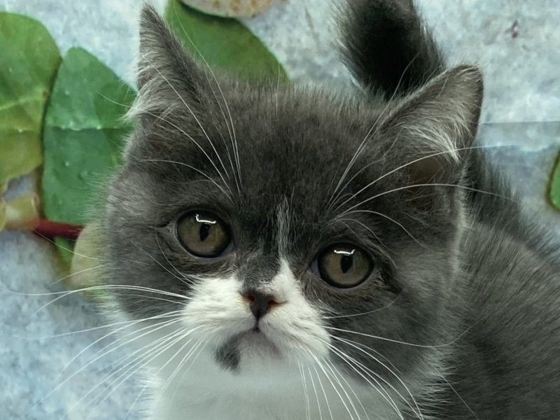 埼玉県のブリティッシュショートヘアー (ワンラブカインズ北本店(FC)/2025年9月6日生まれ/男の子/ブルーホワイト)の子猫