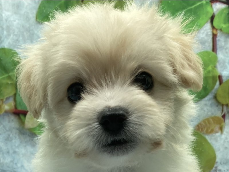 埼玉県のポメビション(ポメラニアン×ビションフリーゼ) (ワンラブカインズ北本店(FC)/2025年8月29日生まれ/女の子/アプリコット)の子犬の1枚目の画像