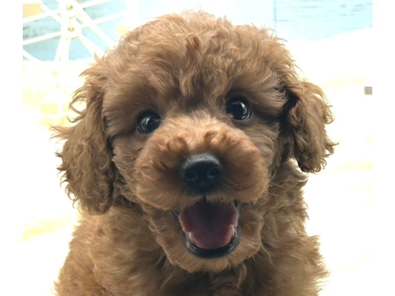 静岡県のトイプードル(トイ) (ワンラブカインズ藤枝店(FC)/2025年9月3日生まれ/男の子/レッド)の子犬の1枚目の画像