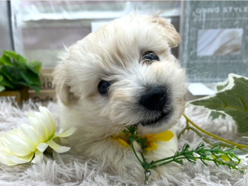 静岡県のポメビション(ポメラニアン×ビションフリーゼ) (ワンラブカインズ掛川店(FC)/2025年8月29日生まれ/男の子/アプリコット)の子犬の1枚目の画像