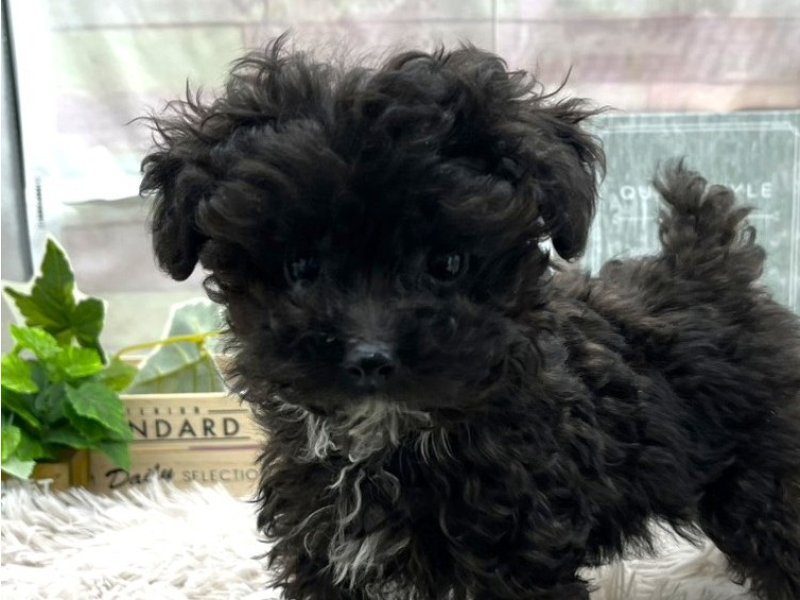 静岡県のトイプードル(トイ) (ワンラブカインズ掛川店(FC)/2025年8月10日生まれ/男の子/ブラック)の子犬の1枚目の画像