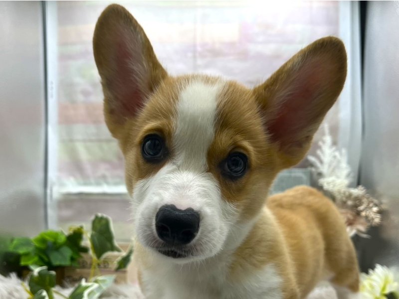 静岡県のウェルシュコーギーペンブローク (ワンラブカインズ掛川店(FC)/2025年9月6日生まれ/男の子/セーブルホワイト)の子犬の1枚目の画像