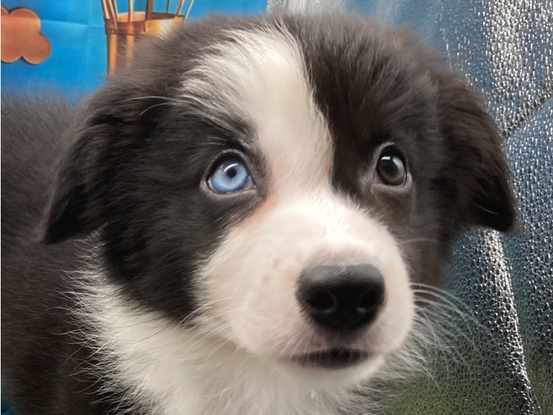 2025年8月23日生まれのボーダーコリー