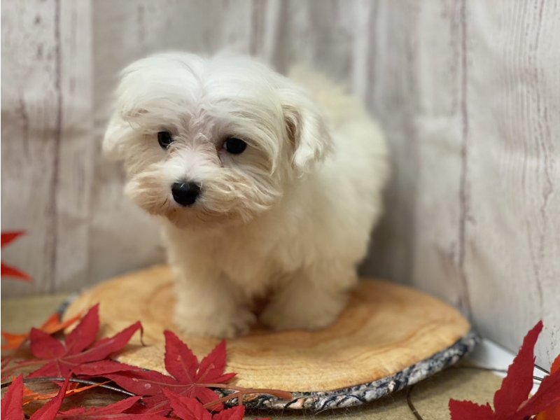 埼玉県のマルチーズ (ワンラブカインズ羽生店(FC)/2025年8月27日生まれ/女の子/ホワイト)の子犬の1枚目の画像
