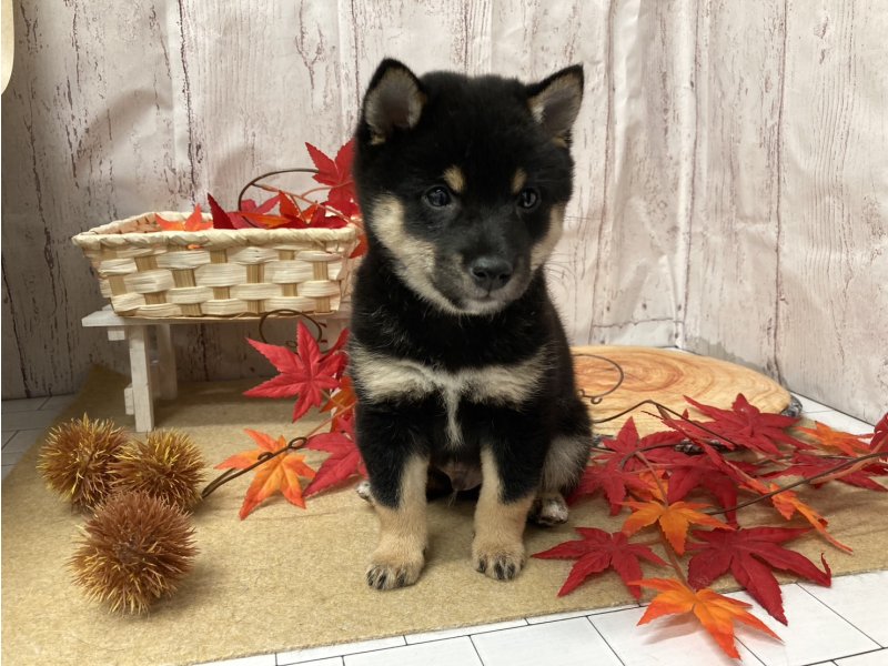 埼玉県の豆柴 (ワンラブカインズ羽生店(FC)/2025年9月3日生まれ/男の子/黒)の子犬