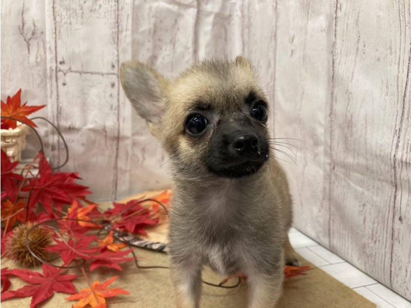 埼玉県のポメチワ/チワポメ/ポメチー(ポメラニアン×チワワ) (ワンラブカインズ羽生店(FC)/2025年8月14日生まれ/男の子/フォーン)の子犬の1枚目の画像