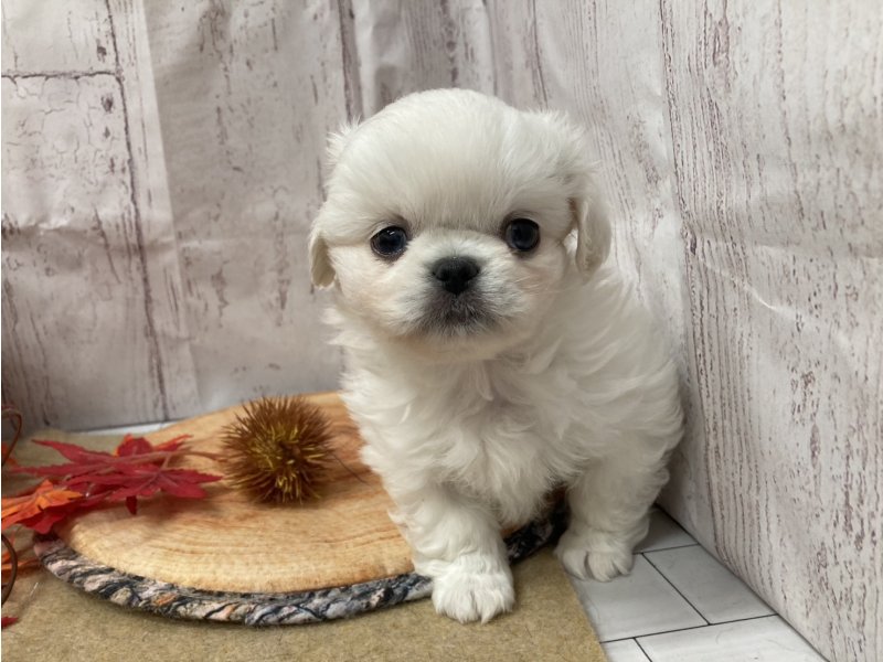 埼玉県のペキプー(ペキニーズ×プードル) (ワンラブカインズ羽生店(FC)/2025年9月3日生まれ/女の子/クリーム)の子犬の1枚目の画像