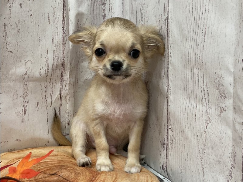 埼玉県のチワワ(ロング) (ワンラブカインズ羽生店(FC)/2025年7月28日生まれ/男の子/フォーンホワイト)の子犬