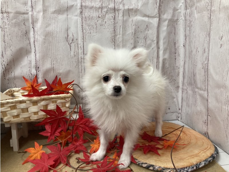 埼玉県のペキポメ/ポメペキ(ペキニーズ×ポメラニアン) (ワンラブカインズ羽生店(FC)/2025年7月14日生まれ/女の子/ホワイト)の子犬の1枚目の画像