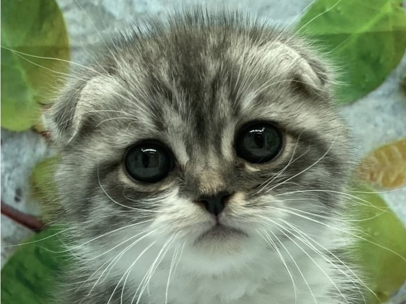 埼玉県のスコティッシュフォールド (ワンラブカインズ北本店(FC)/2025年9月5日生まれ/男の子/ブルータビーホワイト)の子猫