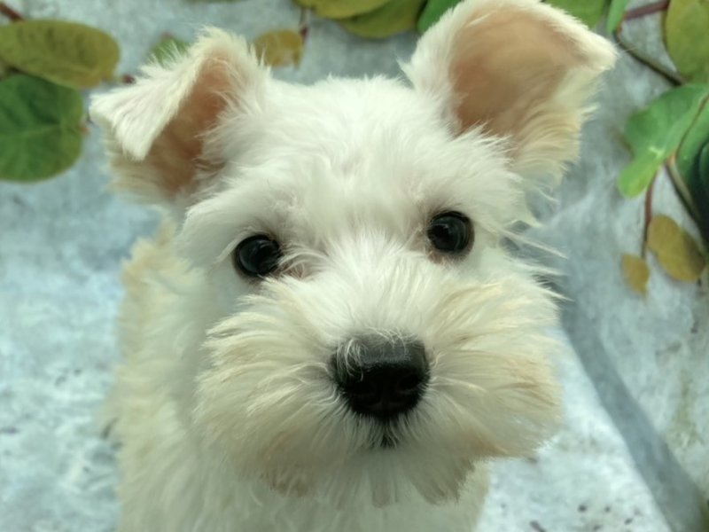 埼玉県のミニチュアシュナウザー (ワンラブカインズ北本店(FC)/2025年9月13日生まれ/女の子/ホワイト)の子犬の1枚目の画像