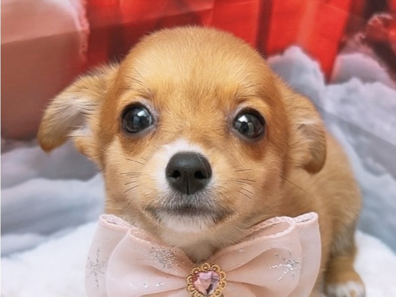 沖縄県のチワコーギー(チワワ×コーギー) (ワンラブカインズ糸満店(FC)/2025年9月7日生まれ/女の子/レッドホワイト)の子犬の1枚目の画像