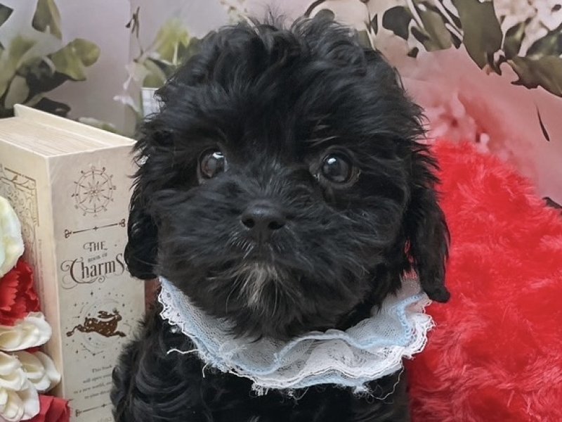 滋賀県のキャバプー(キャバリア×プードル) (ワンラブコ メ リパワー ペットアミ水口店(FC)/2025年9月10日生まれ/男の子/ブラックホワイト)の子犬の1枚目の画像