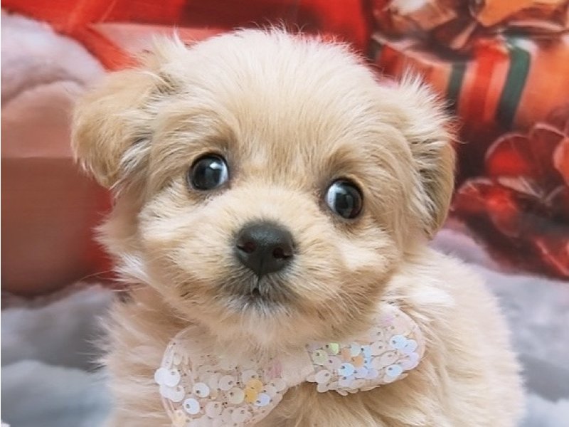 新潟県のチワプー/プーチー(チワワ×プードル) (ワンラブフレスポ赤道店(FC)/2025年9月14日生まれ/女の子/アプリコット)の子犬の1枚目の画像