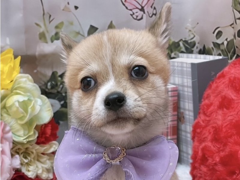 岐阜県のチワ柴/柴チワ/チワシバ(チワワ×柴) (ワンラブホームセンターバロー北方店(FC)/2025年9月6日生まれ/女の子/レッドホワイト)の子犬の1枚目の画像