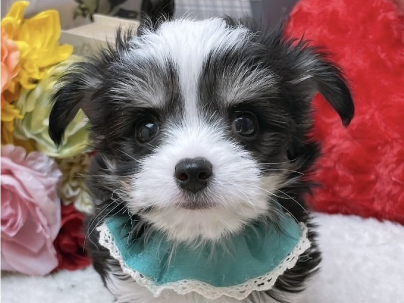 大阪府のチワマル/マルチワ(チワワ×マルチーズ) (ワンラブカインズ太子店(FC)/2025年9月5日生まれ/男の子/ブラックタンホワイト)の子犬の1枚目の画像
