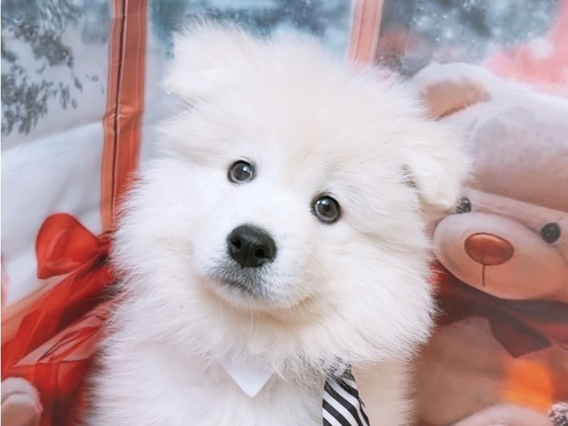新潟県のサモエド (ワンラブフレスポ赤道店(FC)/2025年9月7日生まれ/男の子/ホワイト)の子犬の1枚目の画像