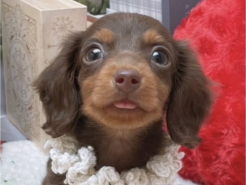 岐阜県のミニチュアダックスフンド(ロング) (ワンラブホームセンターバロー北方店(FC)/2025年9月7日生まれ/男の子/チョコレートタン)の子犬の1枚目の画像