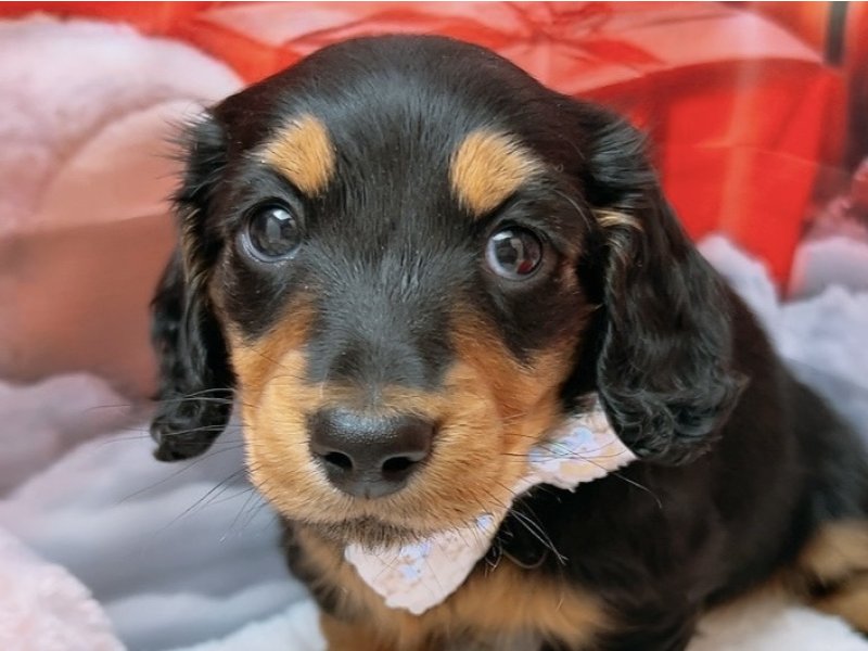沖縄県のミニチュアダックスフンド(ロング) (ワンラブカインズ糸満店(FC)/2025年9月10日生まれ/男の子/ブラックタン)の子犬の1枚目の画像