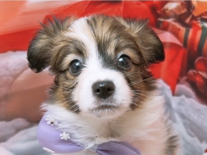 沖縄県のパピヨン (ワンラブカインズあがり浜店(FC)/2025年9月13日生まれ/男の子/ホワイトブラウン)の子犬の1枚目の画像