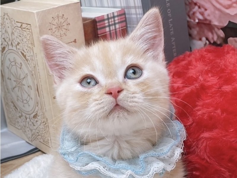 大阪府のマンチカン (ワンラブカインズ太子店(FC)/2025年9月11日生まれ/男の子/カメオマッカレルタビー)の子猫の1枚目の画像