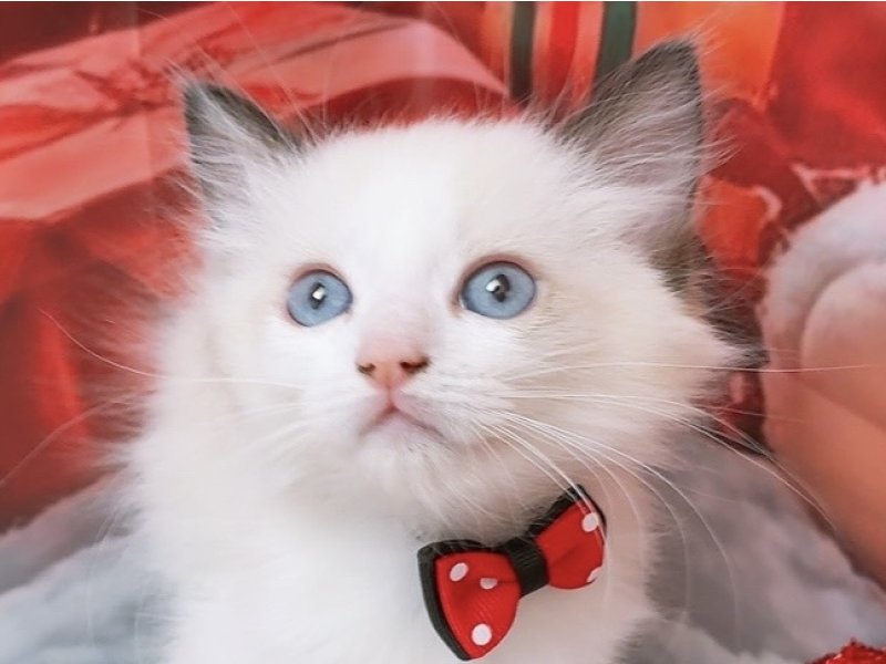 愛知県のラグドール (ワンラブカインズ豊田四郷店(FC)/2025年9月12日生まれ/男の子/シールポイントバイカラー)の子猫の1枚目の画像