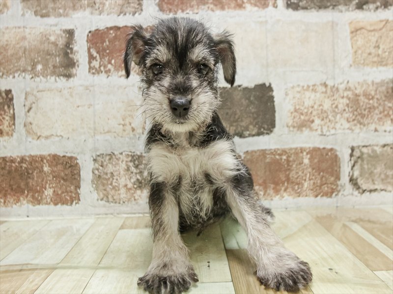 岡山県のミニチュアシュナウザー (ワンラブアリオ倉敷店/2025年9月14日生まれ/女の子/ソルトペッパー)の子犬の1枚目の画像