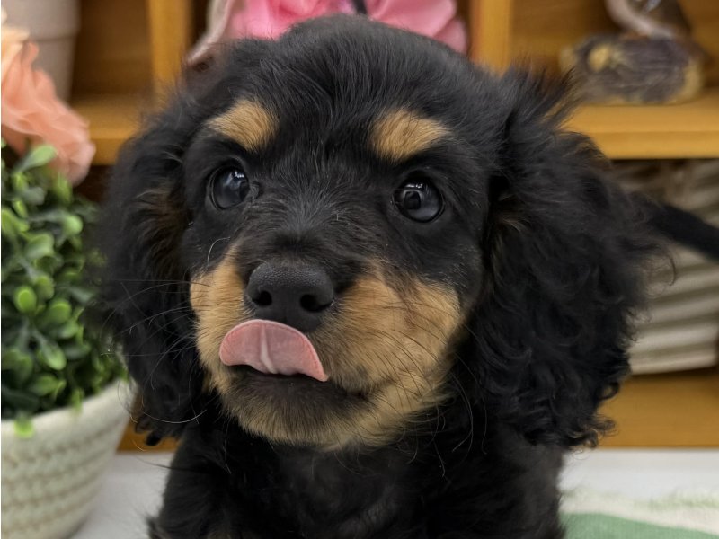 静岡県のミニチュアダックスフンド(ロング) (ワンラブカインズ清水店(FC)/2025年9月5日生まれ/女の子/ブラックタン)の子犬の1枚目の画像