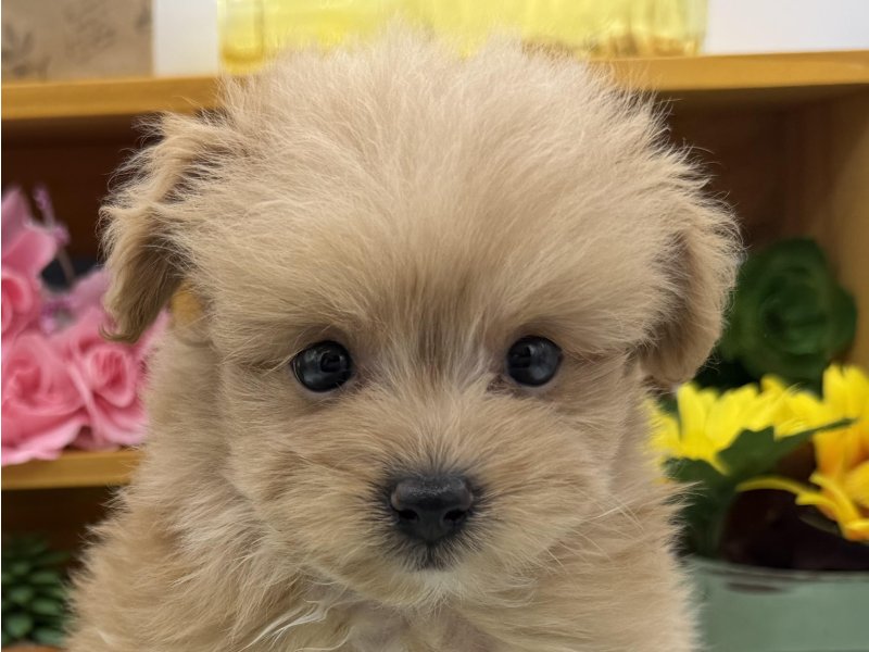 静岡県のポメプー(ポメラニアン×プードル) (ワンラブカインズ清水店(FC)/2025年9月9日生まれ/女の子/クリーム)の子犬の1枚目の画像