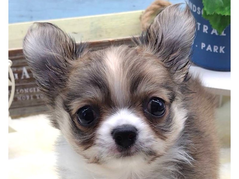 静岡県のチワワ(ロング) (ワンラブカインズ藤枝店(FC)/2025年9月10日生まれ/男の子/フォーンホワイト)の子犬の1枚目の画像