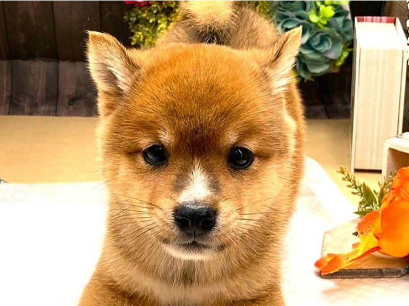 京都府の豆柴 (ワンラブカインズ木津川店(FC)/2025年9月12日生まれ/男の子/赤)の子犬の1枚目の画像