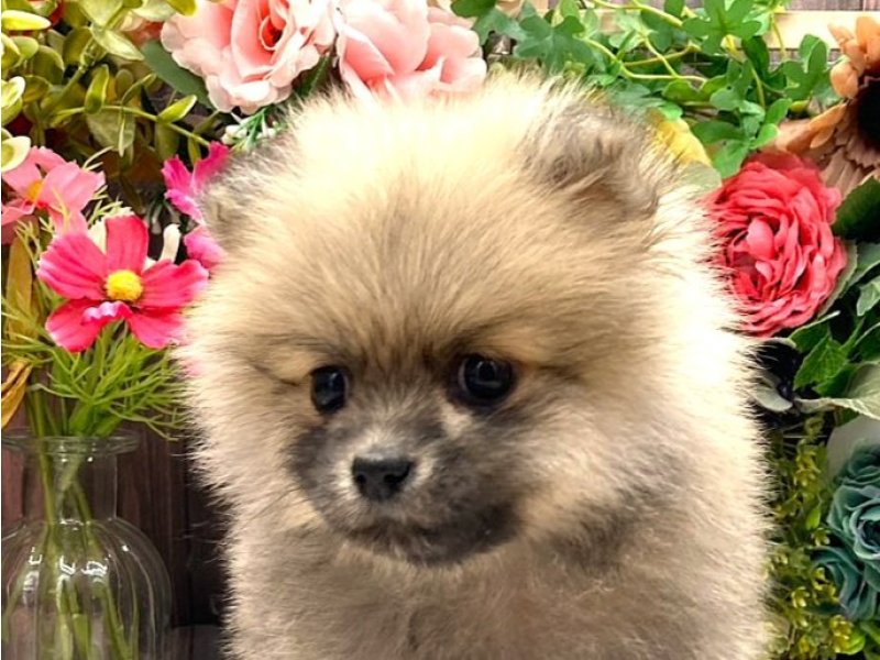 京都府のポメラニアン (ワンラブカインズ木津川店(FC)/2025年9月14日生まれ/女の子/クリームセーブル)の子犬の1枚目の画像